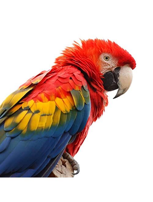 GenéRico Scarlet macaw tiny handmade stud birds earrings for women